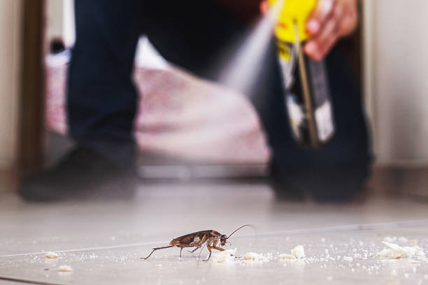 Reliable Mount Ora, OH Pest Control Solutions